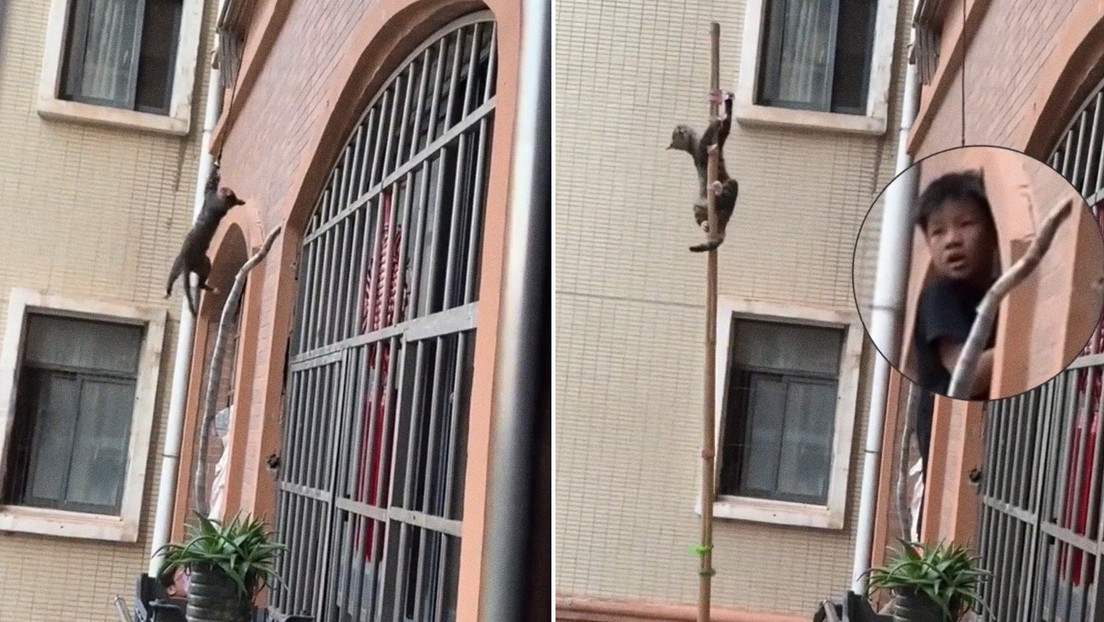 Niños unen fuerzas para rescatar a un gato atrapado a varios metros de altura