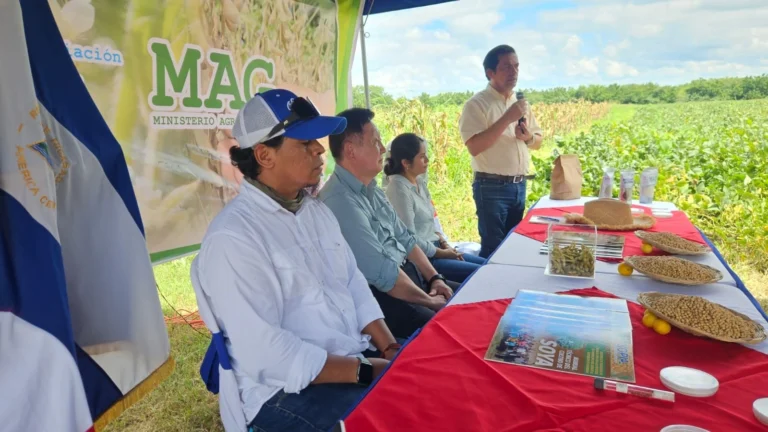Presentan nuevas variedades de soya con mayores rendimientos