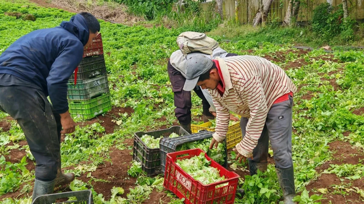 Productores de Jinotega y Matagalpa garantizan cosecha de lechuga