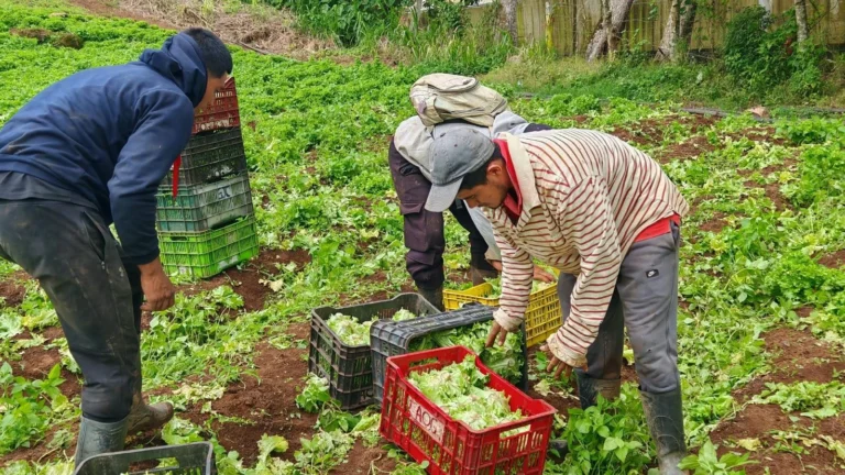 Productores de Jinotega y Matagalpa garantizan cosecha de lechuga