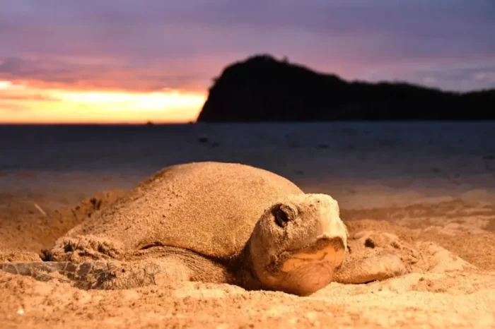Protegen a más de 30 mil tortugas Paslama durante segunda arribada en La Flor