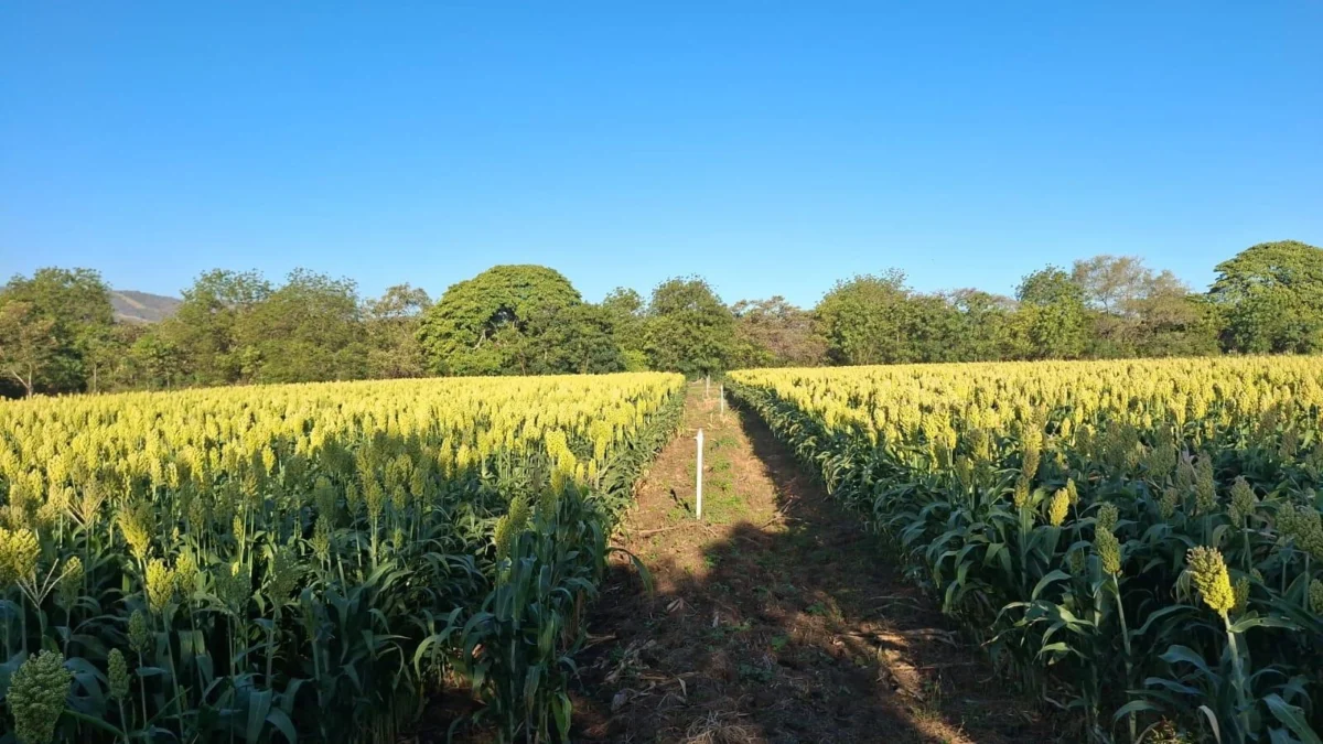 Siembran sorgo en más de 6 mil fincas en Nicaragua