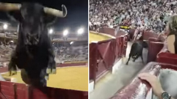 Toro salta la barrera y desata el caos en Murcia