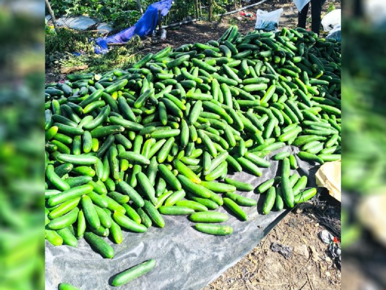 Producción de pepino en septiembre 2026