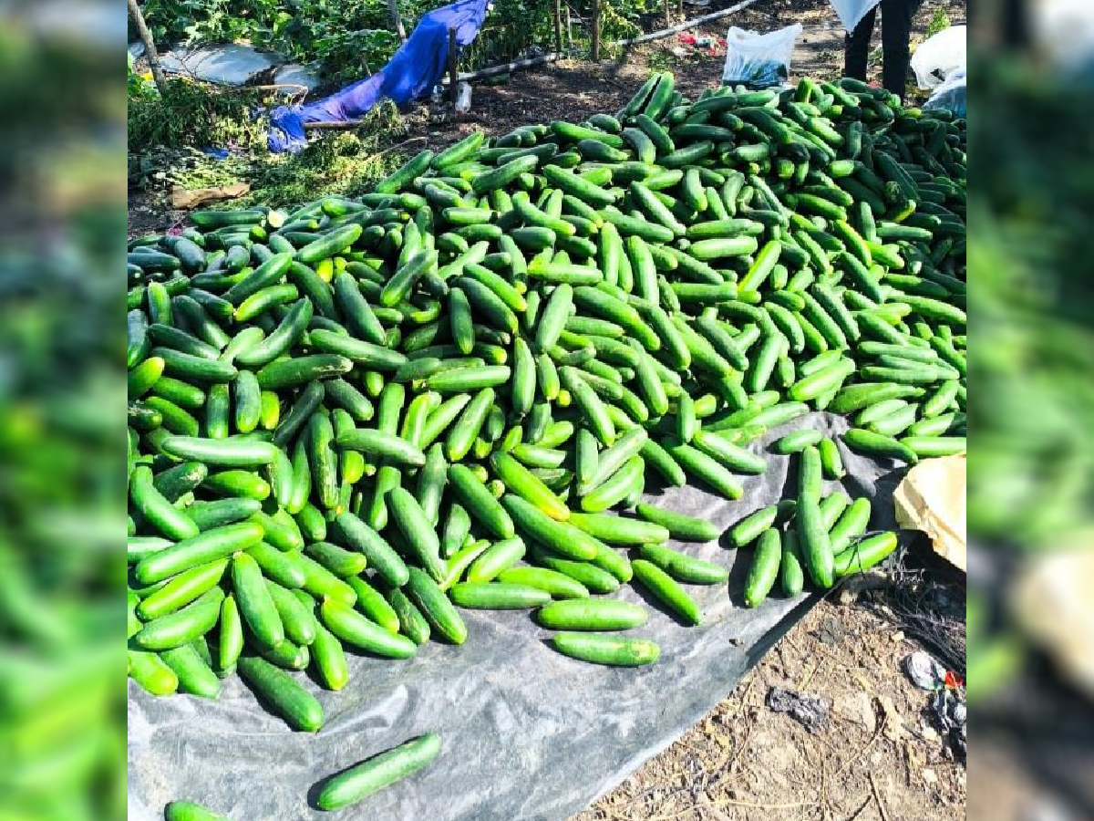 Producción de pepino en septiembre 2026