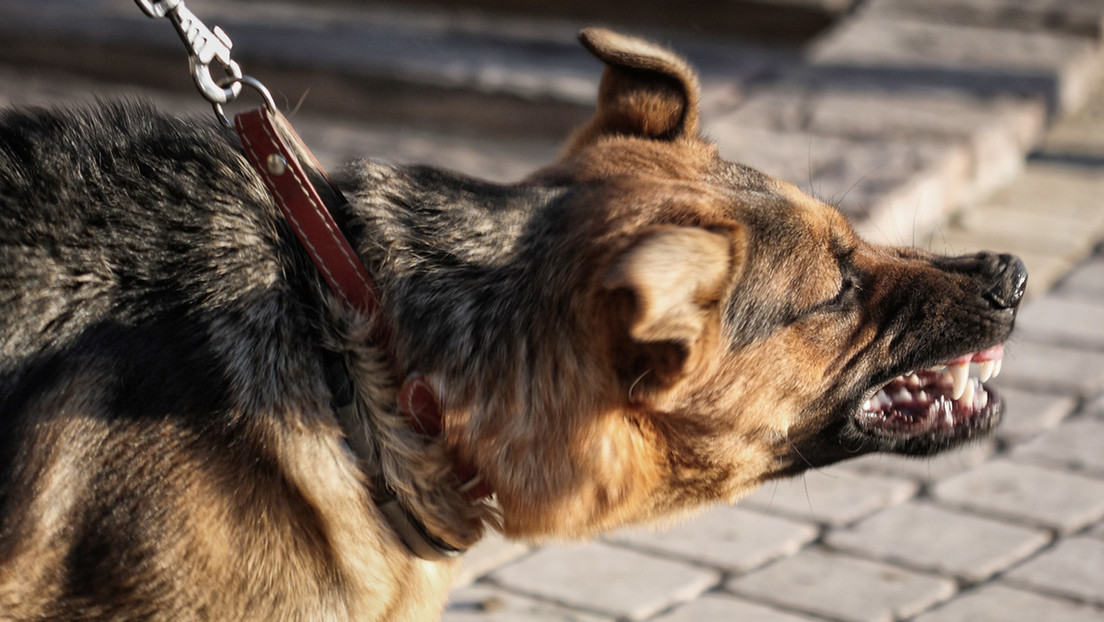 Bután erradica la rabia humana transmitida por los perros