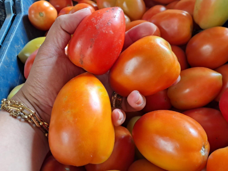 Producción de tomate en septiembre alcanzará los 188 mil quintales