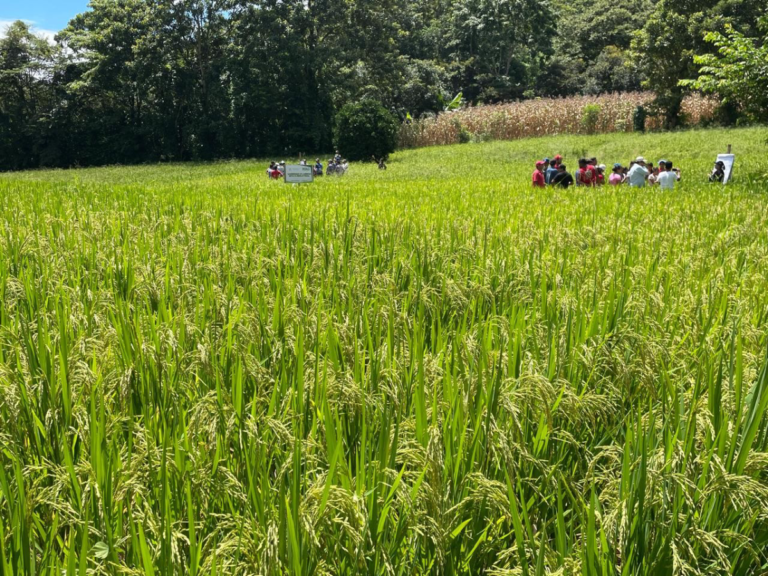 Avanza siembra de arroz de riego en Nicaragua