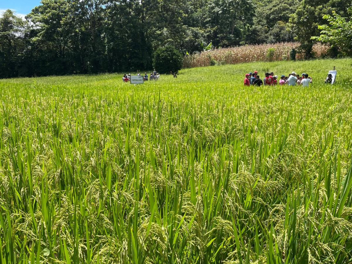 Avanza siembra de arroz de riego en Nicaragua