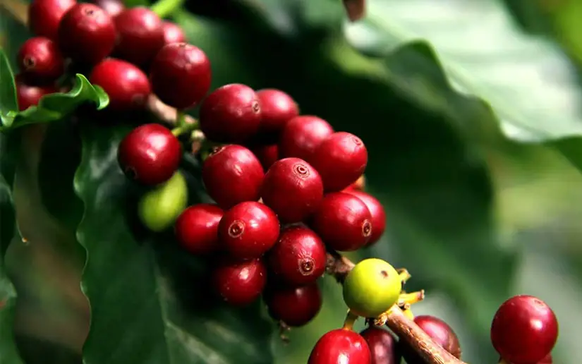Día Nacional del Café