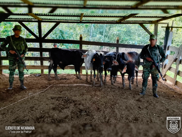 Ejército ocupa 22 semovientes en Jinotega y la Costa Caribe Sur