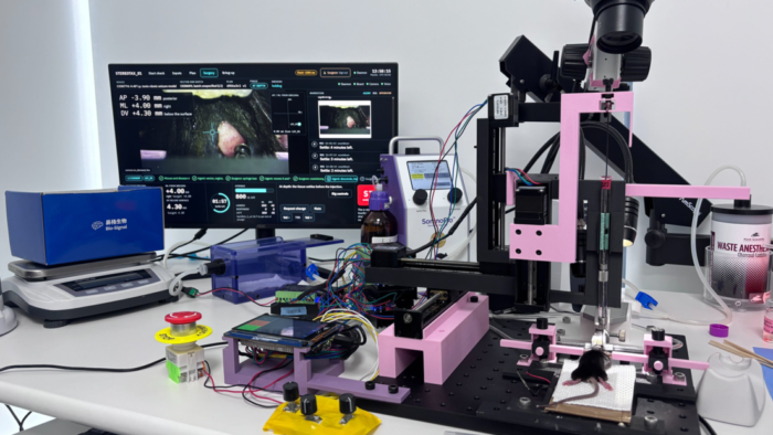 Inteligencia Artificial opera el cerebro de un rató