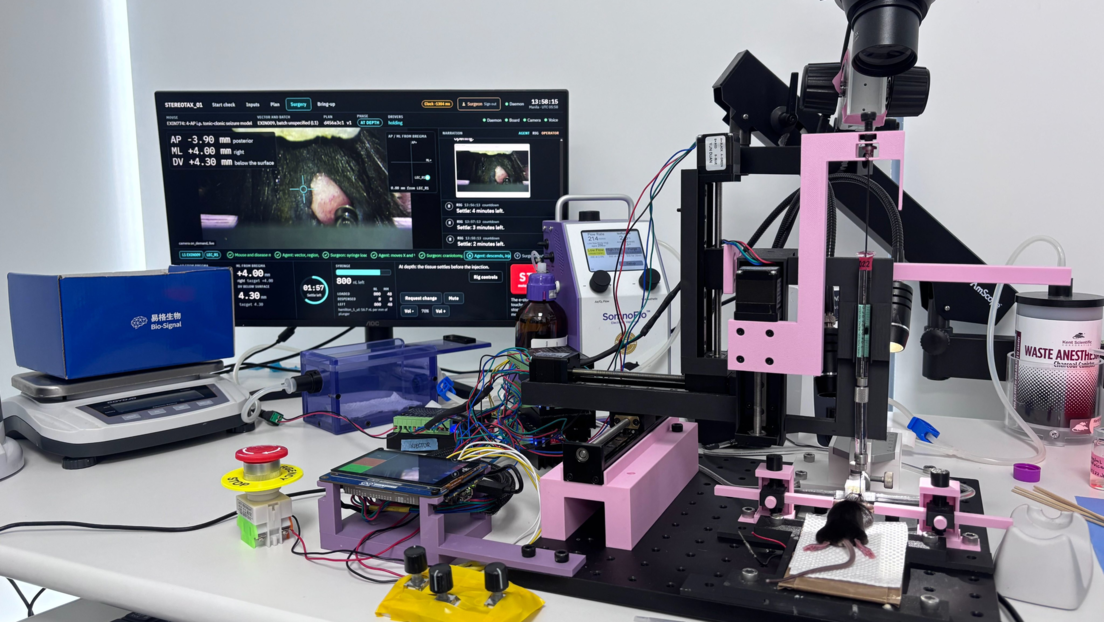 Inteligencia Artificial opera el cerebro de un rató