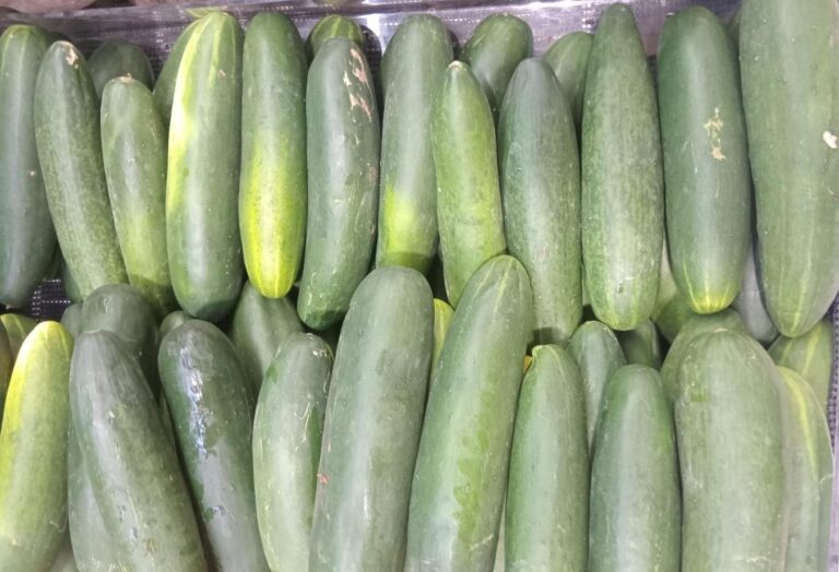 MAG reporta una producción de 2.3 millones de unidades de pepino