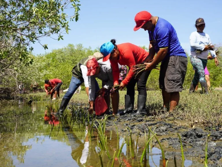 MARENA siembra 176 mil propágulos de mangle rojo