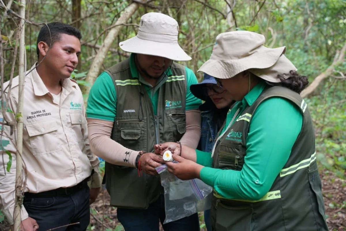 Nicaragua avanza en el Inventario Nacional Forestal 2026