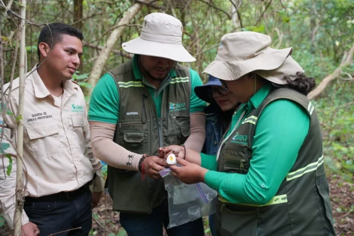 Nicaragua avanza en el Inventario Nacional Forestal 2026