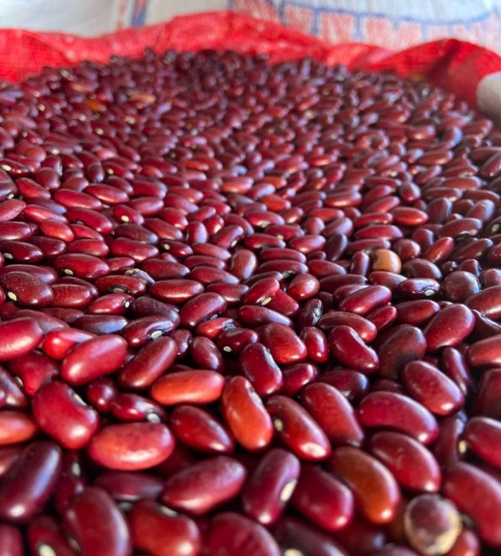 Nicaragua cosecha 617,300 quintales de frijol rojo