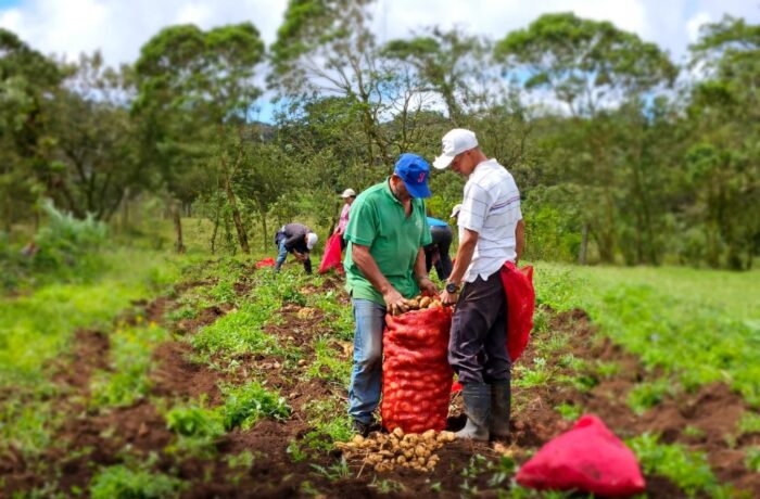 Nicaragua cosechará 142 mil 500 quintales de papa en octubre