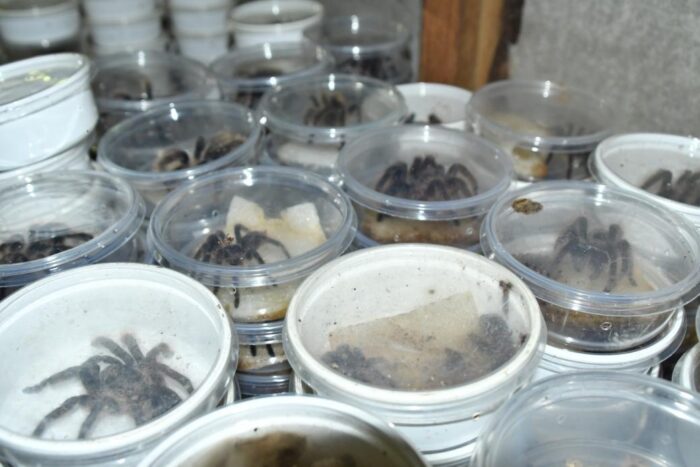 Nicaragua exporta fauna silvestre y caracol rosado por más de 7.6 millones de dólares