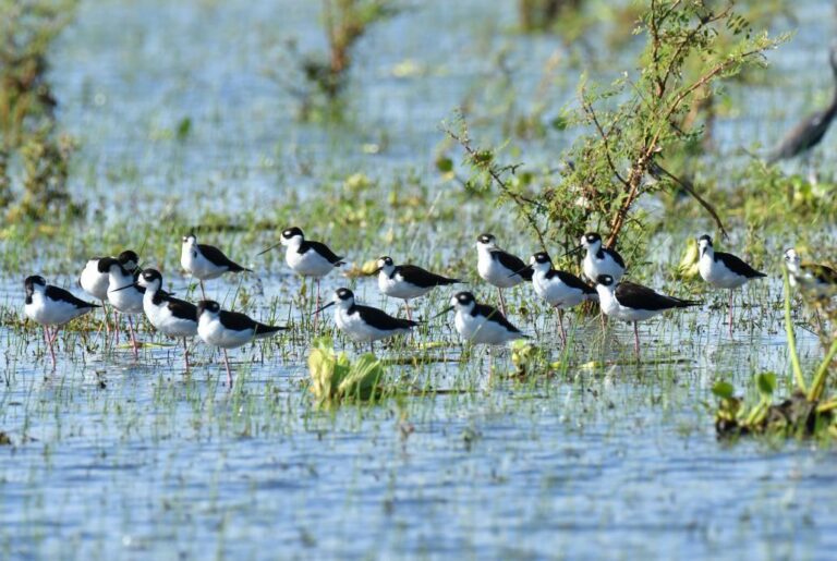 Nicaragua identifica 247 especies de aves en conteo nacional