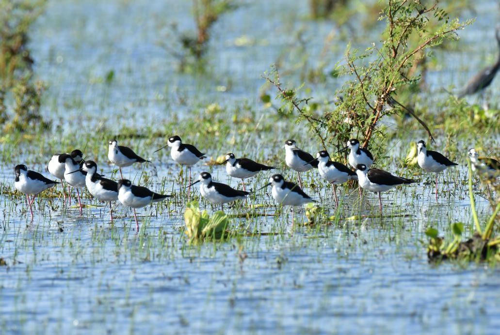 Nicaragua identifica 247 especies de aves en conteo nacional