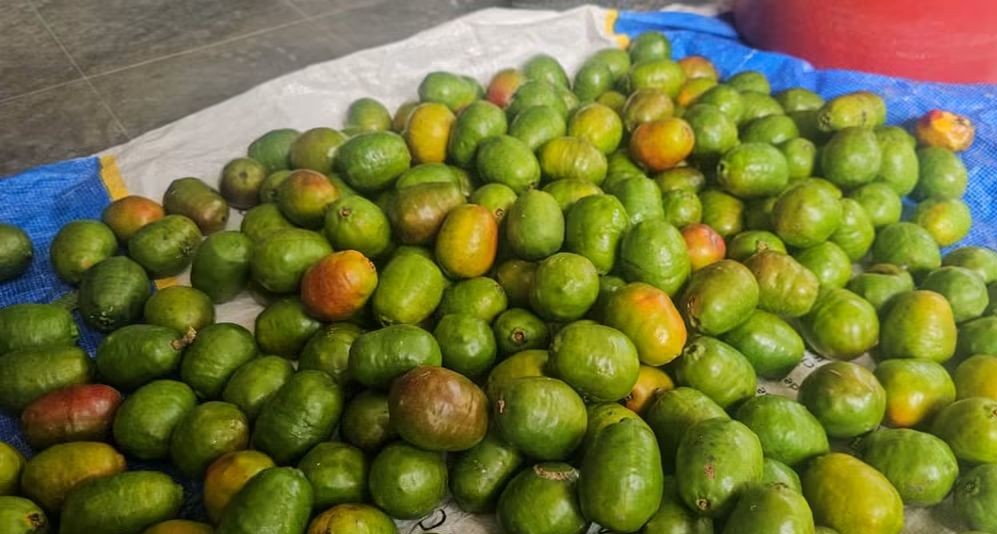 Desarrollan Feria del Jocote para promover el potencial del producto