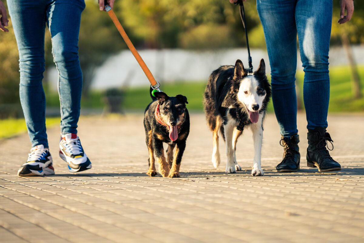 Cochabamba reconoce a las mascotas como miembros de la familia