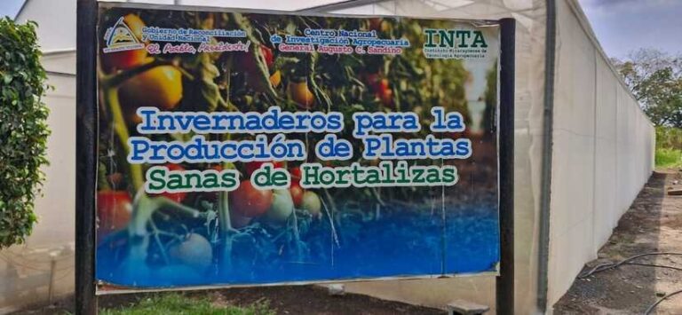 Productores son beneficiados con transferencia de innovaciones tecnológica para cultivo