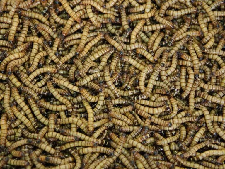 Extraen 150 gusanos de la boca de una mujer