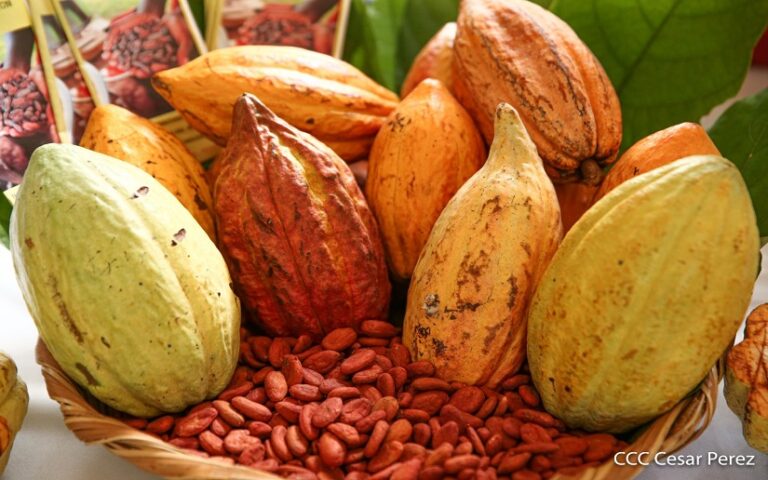 Lanzan III Edición del Certamen Nacional de la Excelencia de Cacao