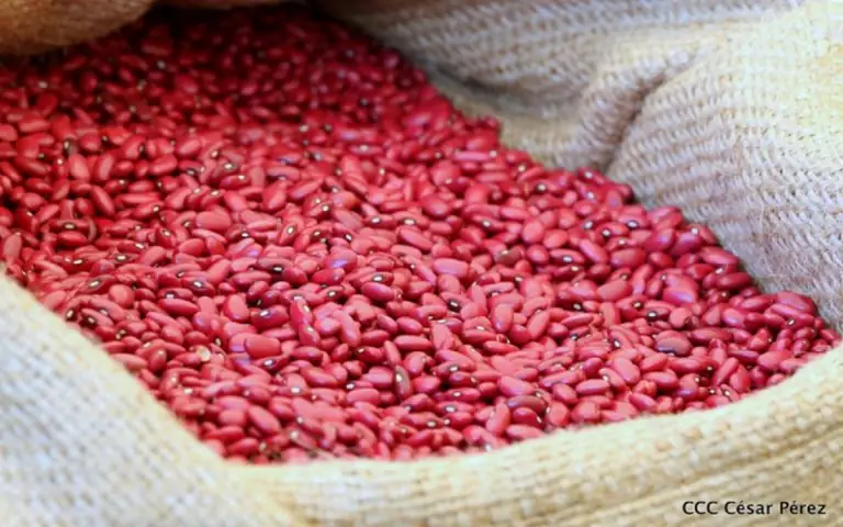 Producción de frijol alcanza los 5 millones de quintales