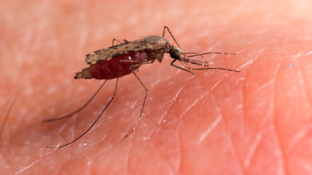 Nicaragua reduce en 34% el número de personas con malaria
