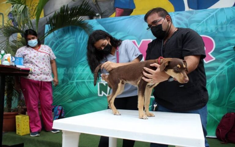 Conoce el Calendario para atender a tu Mascota en Jornada Veterinaria