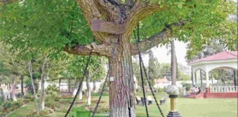 Árbol cumple 125 años detenido y encadenado por culpa de un borracho