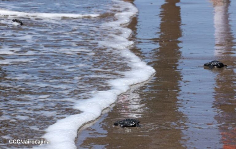 MARENA libera a 100 tortuguillos en Villa El Carmen