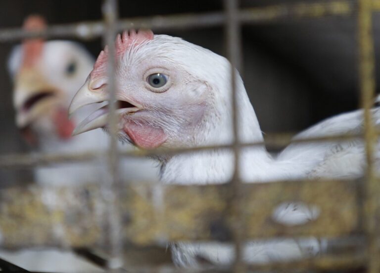 Nicaragua realiza acciones preventivas contra la Influenza Aviar