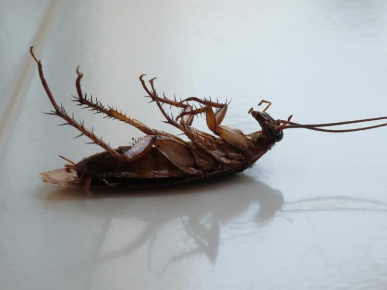 Ginecólogo encuentra una cucaracha dentro de una vagina