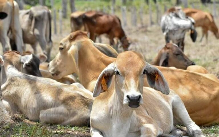 Organización Mundial de Sanidad Animal ratifica estatus sanitarios de Nicaragua