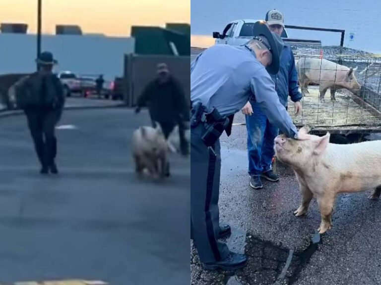 Cerdo protagoniza persecución en medio de la carretera