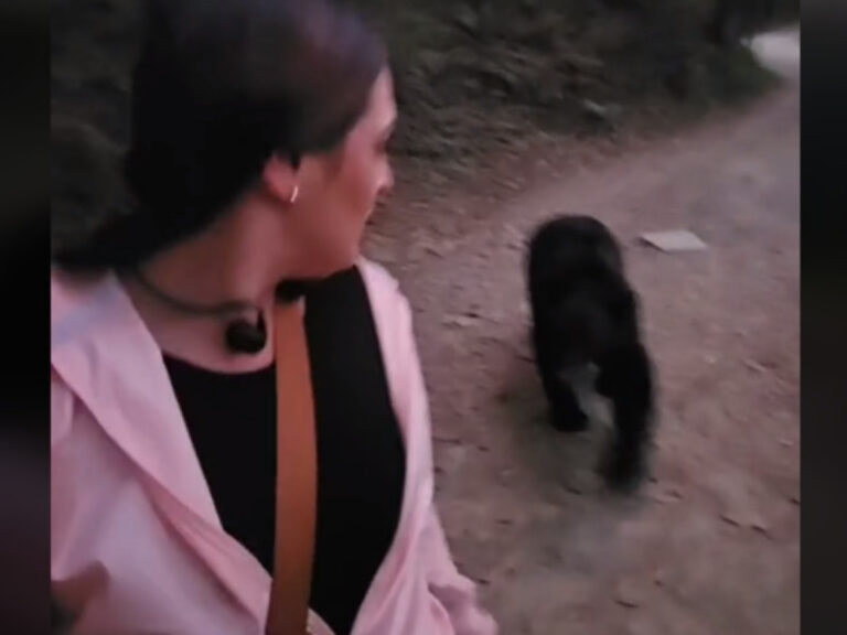 Oso negro persigue a mujer deportivista
