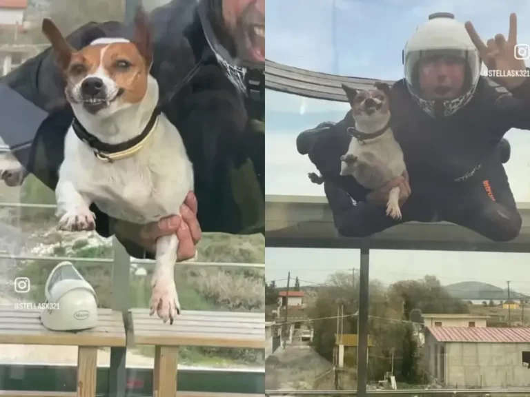 Un perro cumple su sueño de volar en un túnel de viento