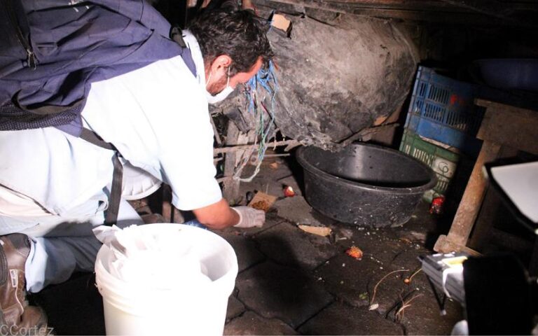 Realizarán lanzamiento de la Jornada Nacional de Desratización