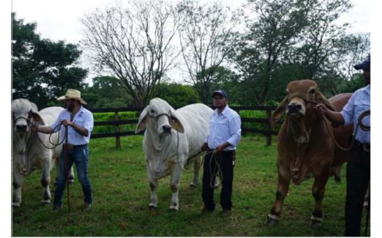 Visitamos finca productora de ganadería bovina, en Granada