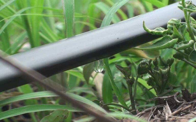 Gobierno brinda acompañamiento a pequeños productores que utilizan sistema de riego