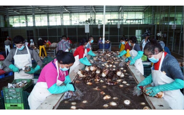 Realizan visita a empresa exportadora de malanga