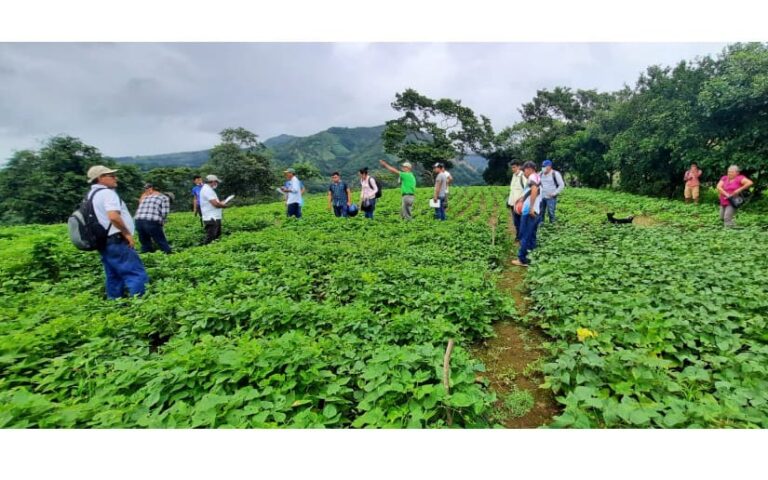 INTA presentan nueva variedad de frijoles