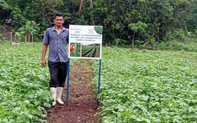 INTA y productores investigan nuevas variedades de frijol