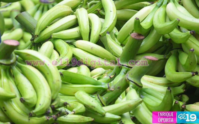 Avanza producción nacional de plátano y banano, primer semestre 2022