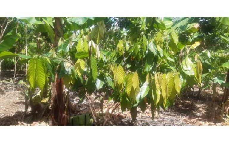 INTA presenta 5 nuevas variedades de clones de Cacao